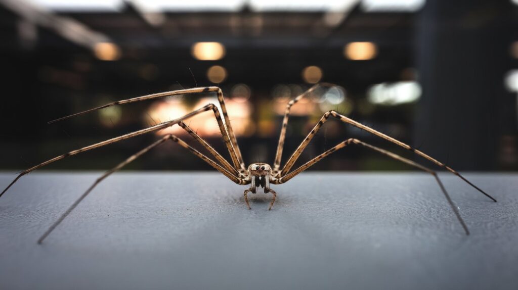 In summary, Spiritual Meanings of Daddy Long Legs