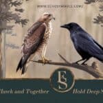 Why Hawk and Crow Together Hold Deep Spiritual Insights