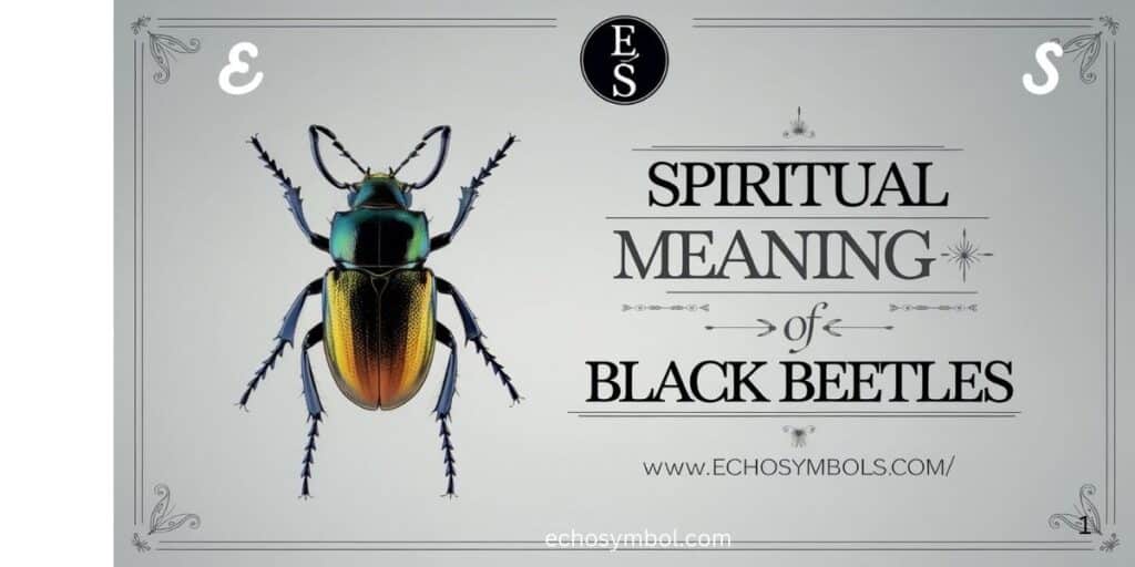 Spiritual Meaning of Black Beetles