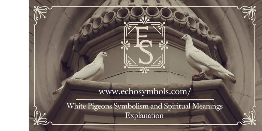 White Pigeons Symbolism and Spiritual Meanings Explanation