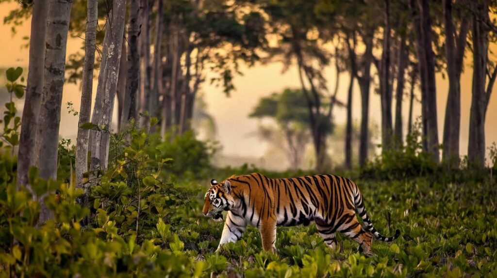 Tigers in Dream Spiritual Meaning