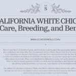 California White Chickens: Care, Breeding, and Benefits