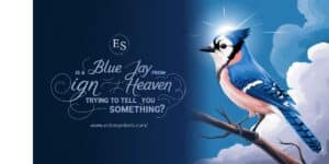 Is a Blue Jay Sign From Heaven Trying to Tell You Something?