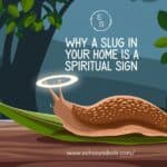 Why a Slug in Your Home is a Spiritual Sign